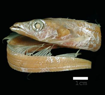 Media type: image; Ichthyology 28746